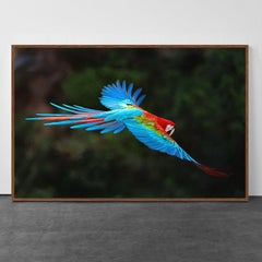 Magnificent Flight - Brazilian Birds - Macaw