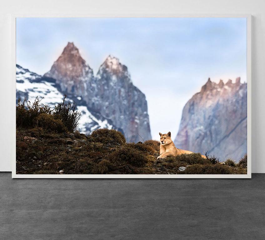 Torres del Puma (Cougar) - Photograph by Paulo Behar