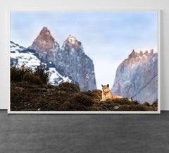 Torres del Puma (Cougar)
