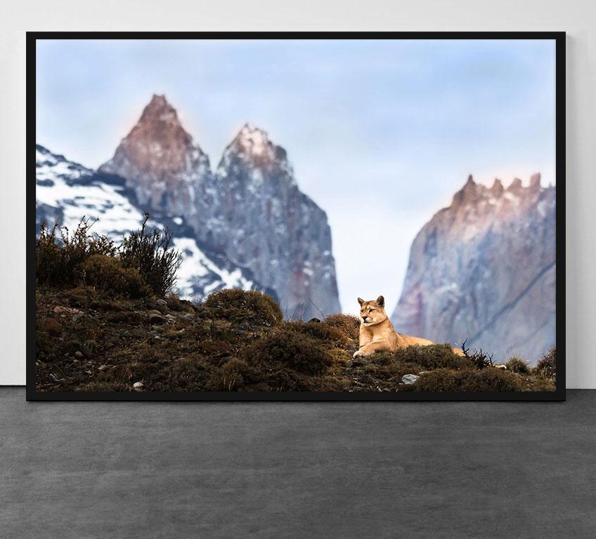 Torres del Puma (Cougar) - Contemporain Photograph par Paulo Behar