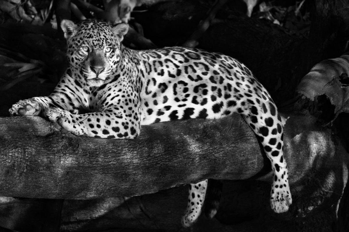 Jaguar's Habitat, Brazilian Rainforest