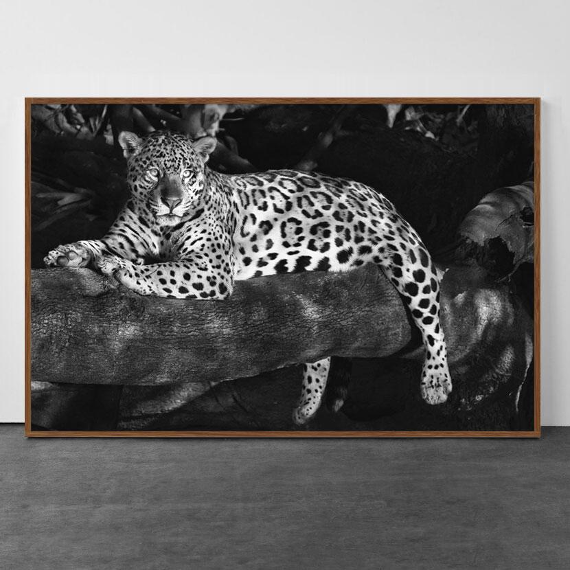 Jaguar's Habitat, Brazilian Rainforest - Print by Paulo Behar
