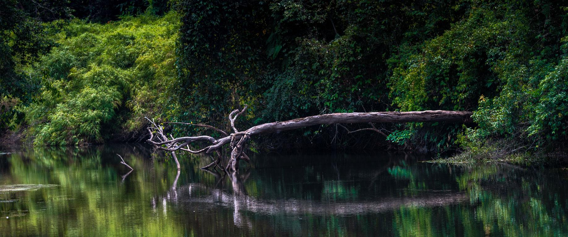 Paulo Behar Landscape Photograph - The Amazon Forest, Brazil