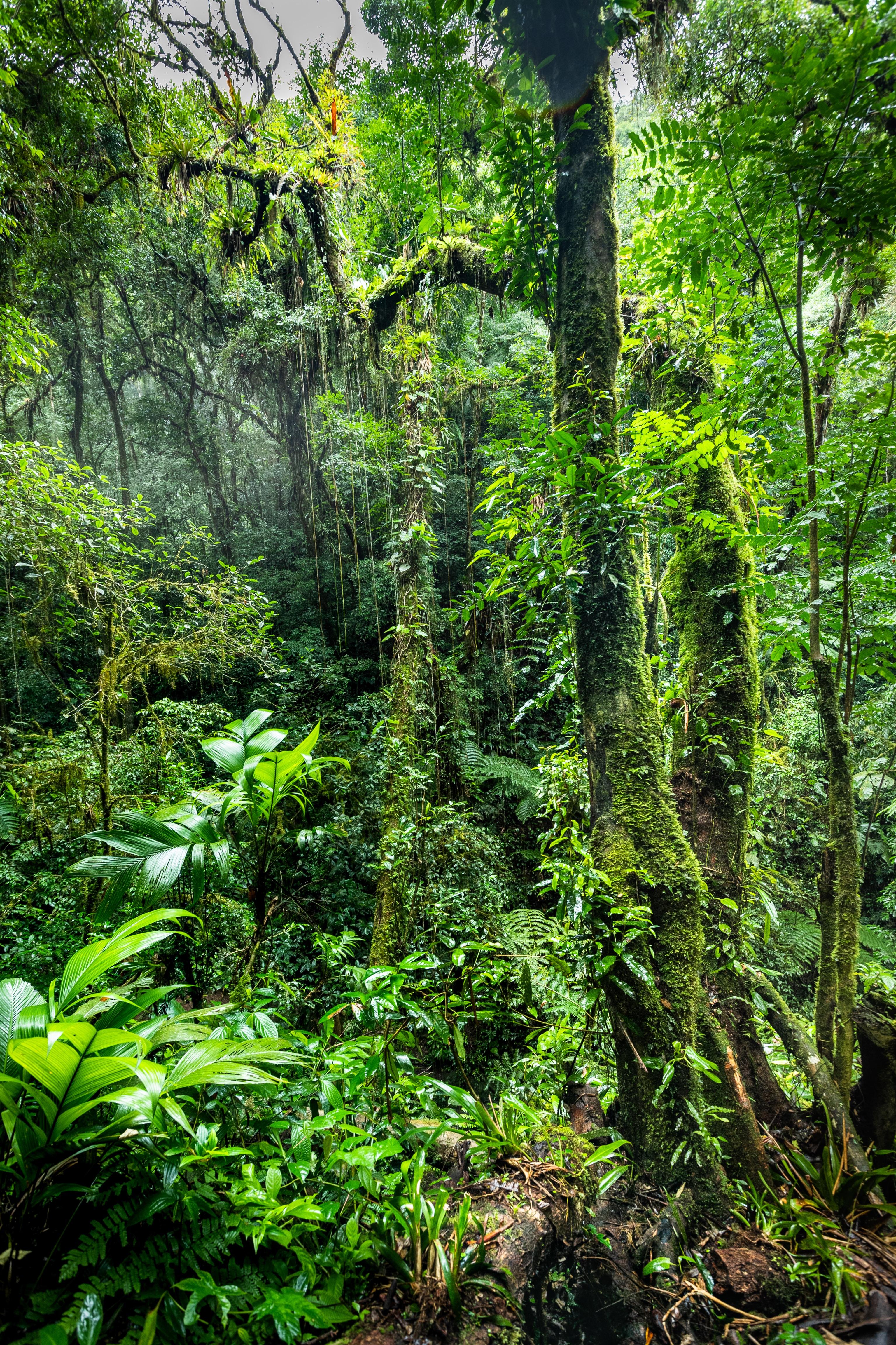 Rodrigo Katayama Color Photograph - Rainforest, Brazil
