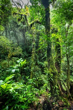 Rainforest, Brazil