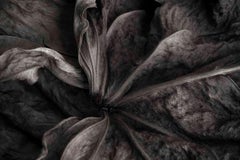 Das geheime Leben der Blätter I  - Schwarz-Weiß-Naturfotografie