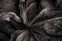 Das geheime Leben der Blätter I  - Schwarz und Weiß - Nature Fotografie