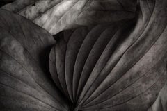 The secret life of Leaves 2  - Black and White - Nature Photography
