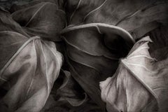 The secret life of Leaves 3 - Black and White - Nature Photography