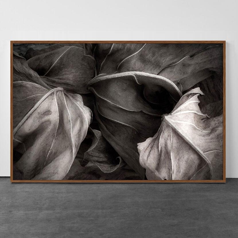 Color Photograph de Jose Bassit - La vida secreta de las Hojas 3 - Blanco y Negro - Fotografía de la Naturaleza