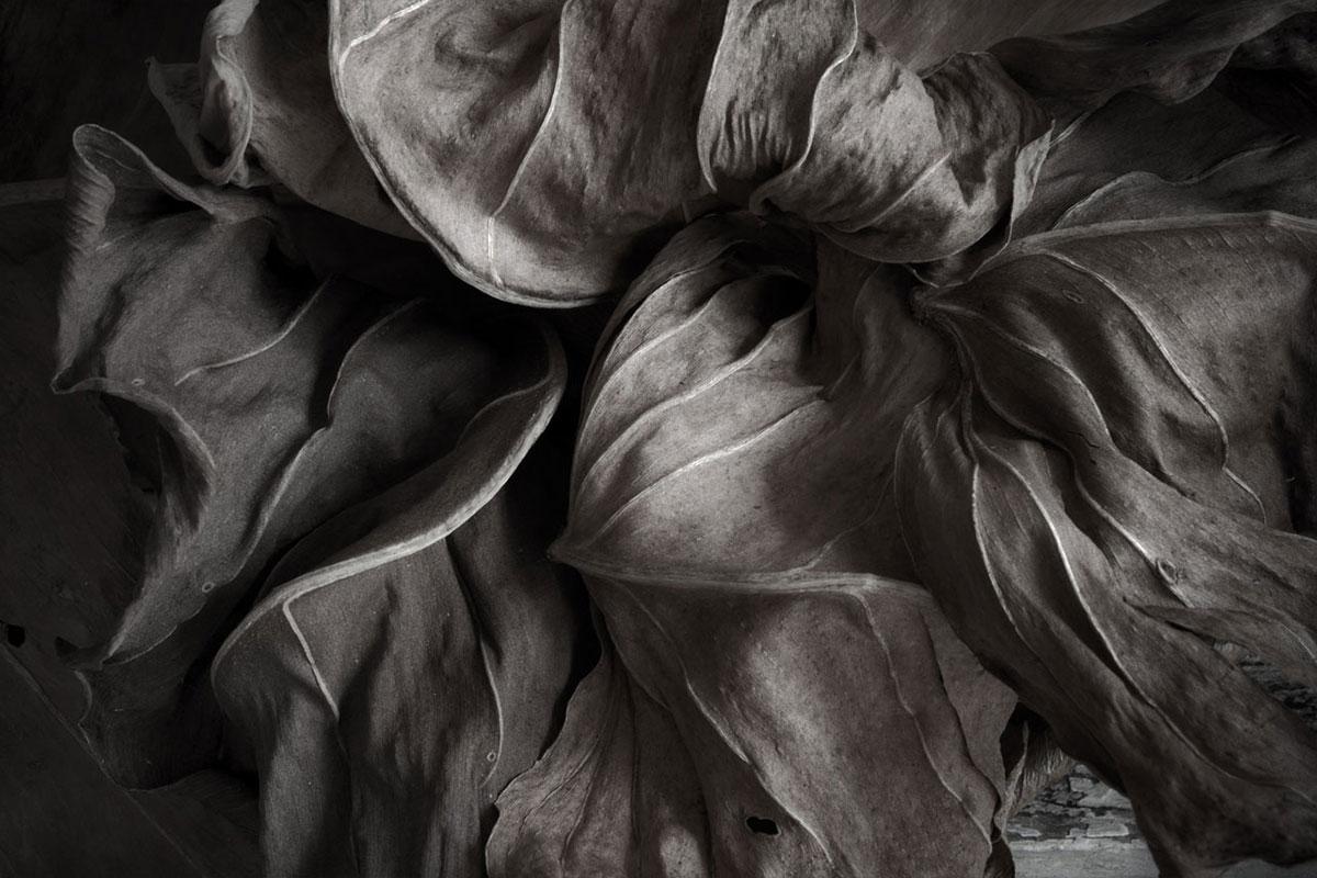 Jose Bassit Color Photograph – The Secret Life of Leaves 5 - Schwarz-Weiß-Naturfotografie