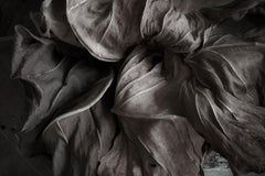 The Secret Life of Leaves 5 - Black and White - Nature Photography