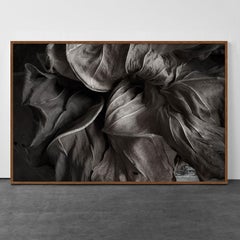 The Secret Life of Leaves 5 - Black and White - Nature Photography