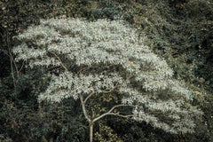 Daniel Mansur - Brumadinho Tree, Brazil