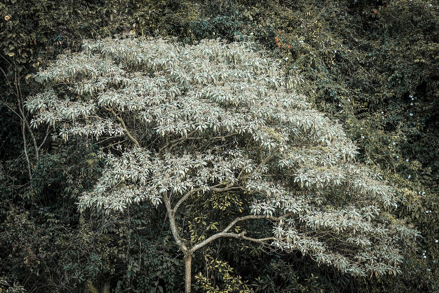 Daniel Mansur - arbre Brumadinho, Brésil