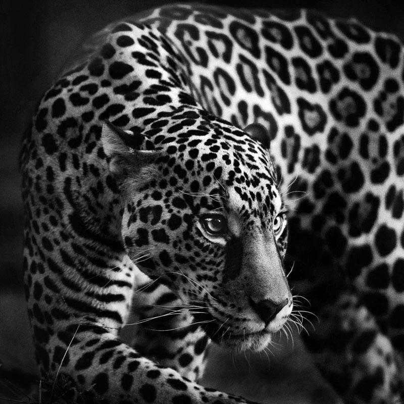 Feline Look (Animal Print, Black and White Photograph)
