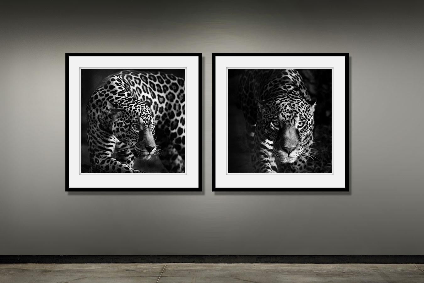 Eyes of a Jaguar (Animaldruck, Schwarz-Weiß-Fotografie) – Photograph von Paulo Behar