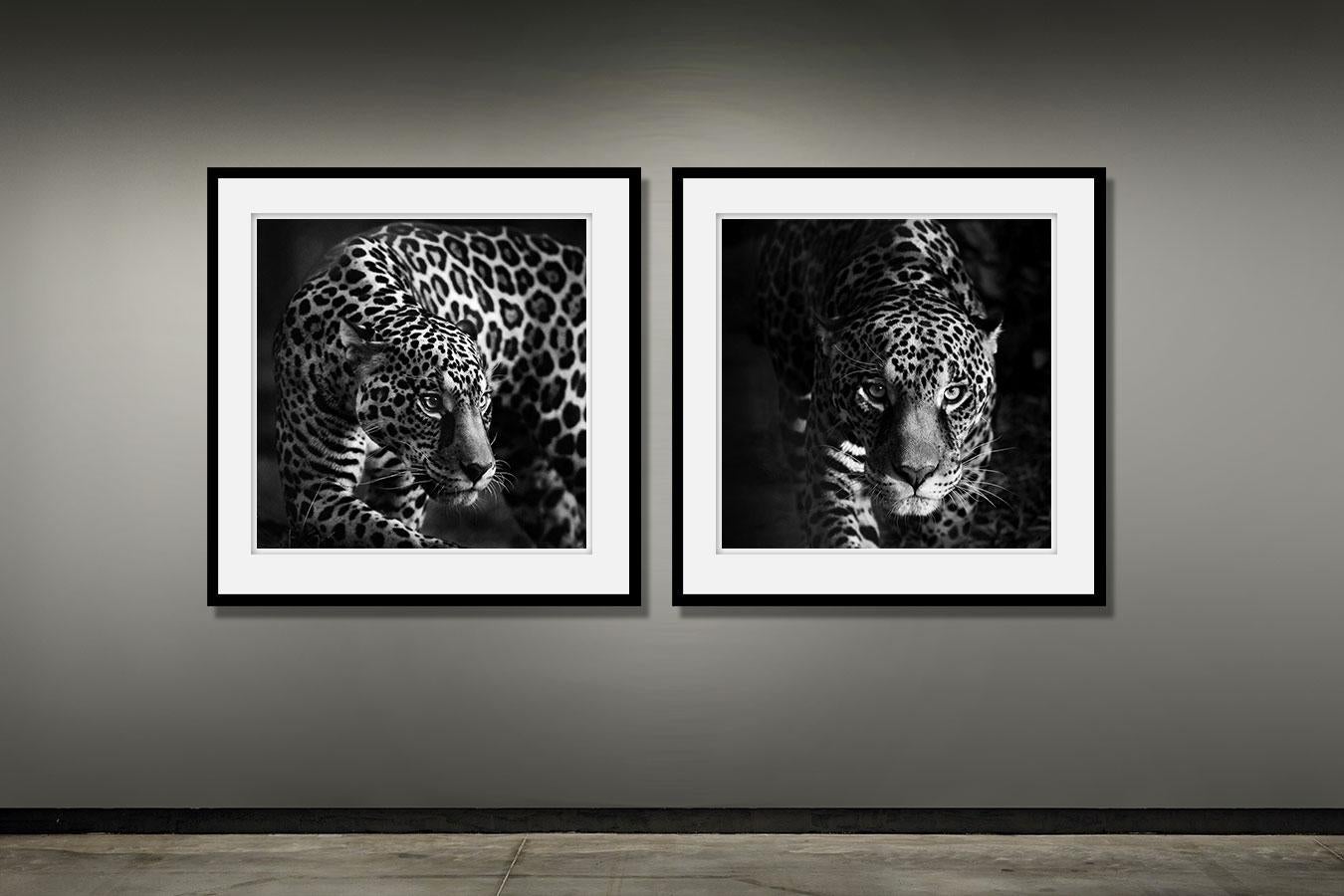 Les yeux d'un jaguar (Impression animalière, photographie en noir et blanc) - Photograph de Paulo Behar