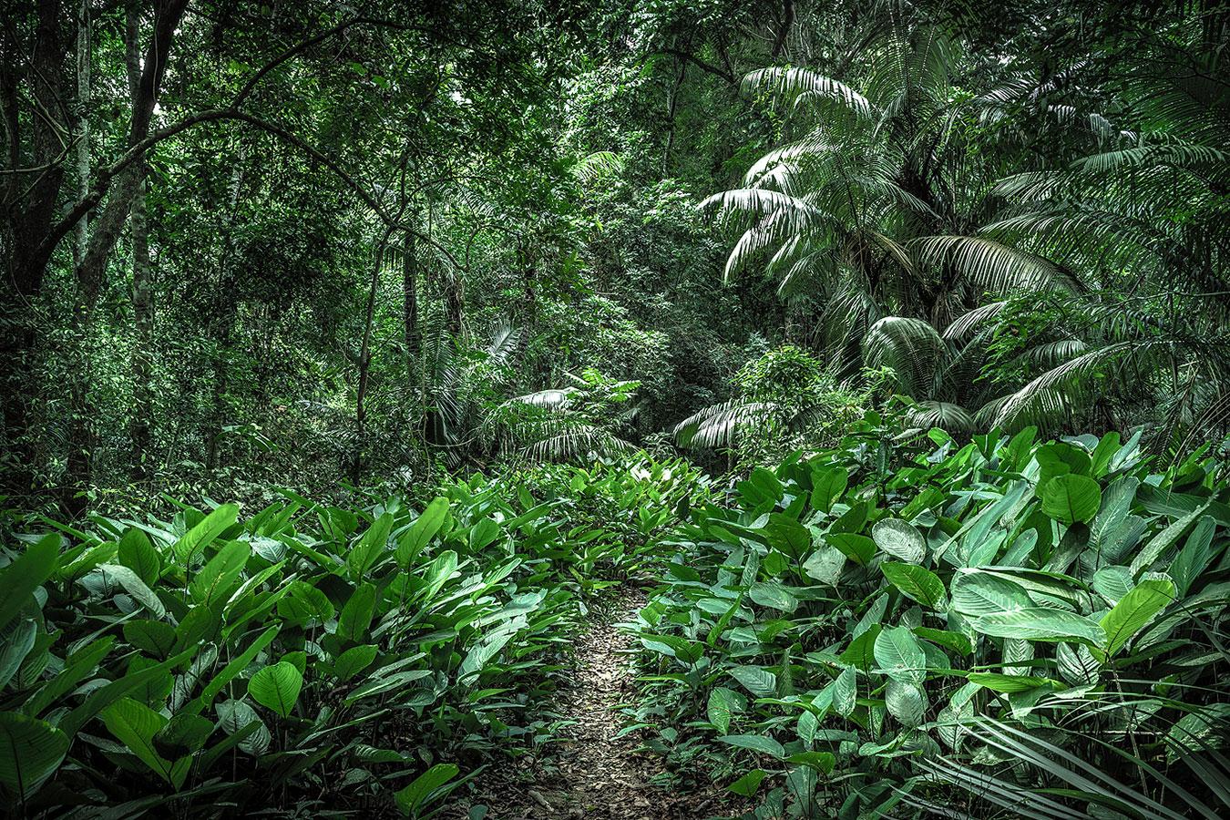 In Paradisum #1  Inside a Forest – Landschaftsfotografie – Photograph von Daniel Mansur