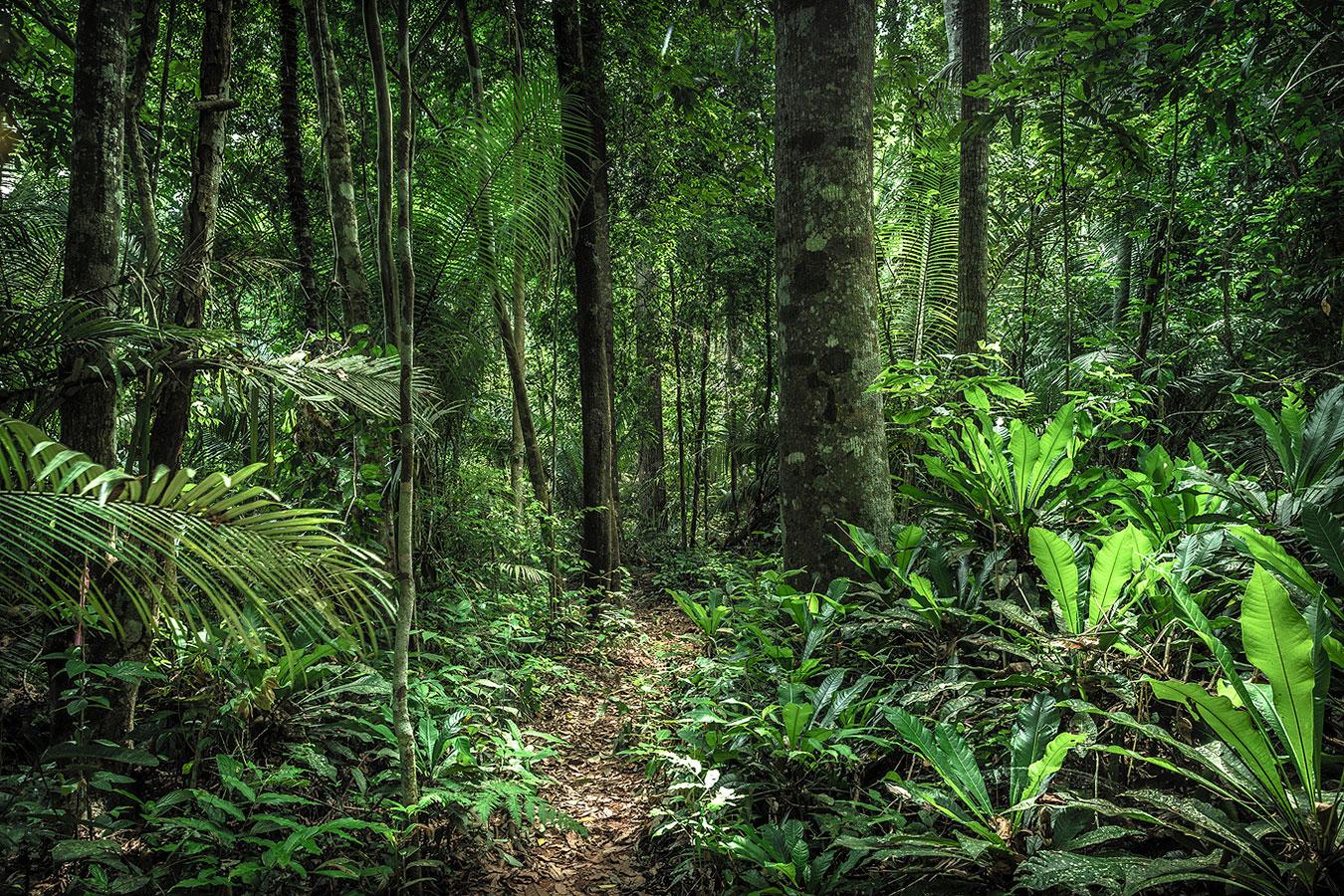 In Paradisum #2 En el interior de un bosque - Fotografía de paisaje - Photograph de Daniel Mansur