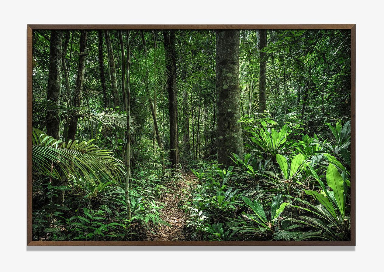 Landscape Photograph de Daniel Mansur - In Paradisum #2 En el interior de un bosque - Fotografía de paisaje