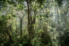 In Paradisum #8 Inside a Forest - Landschaftsfotografie