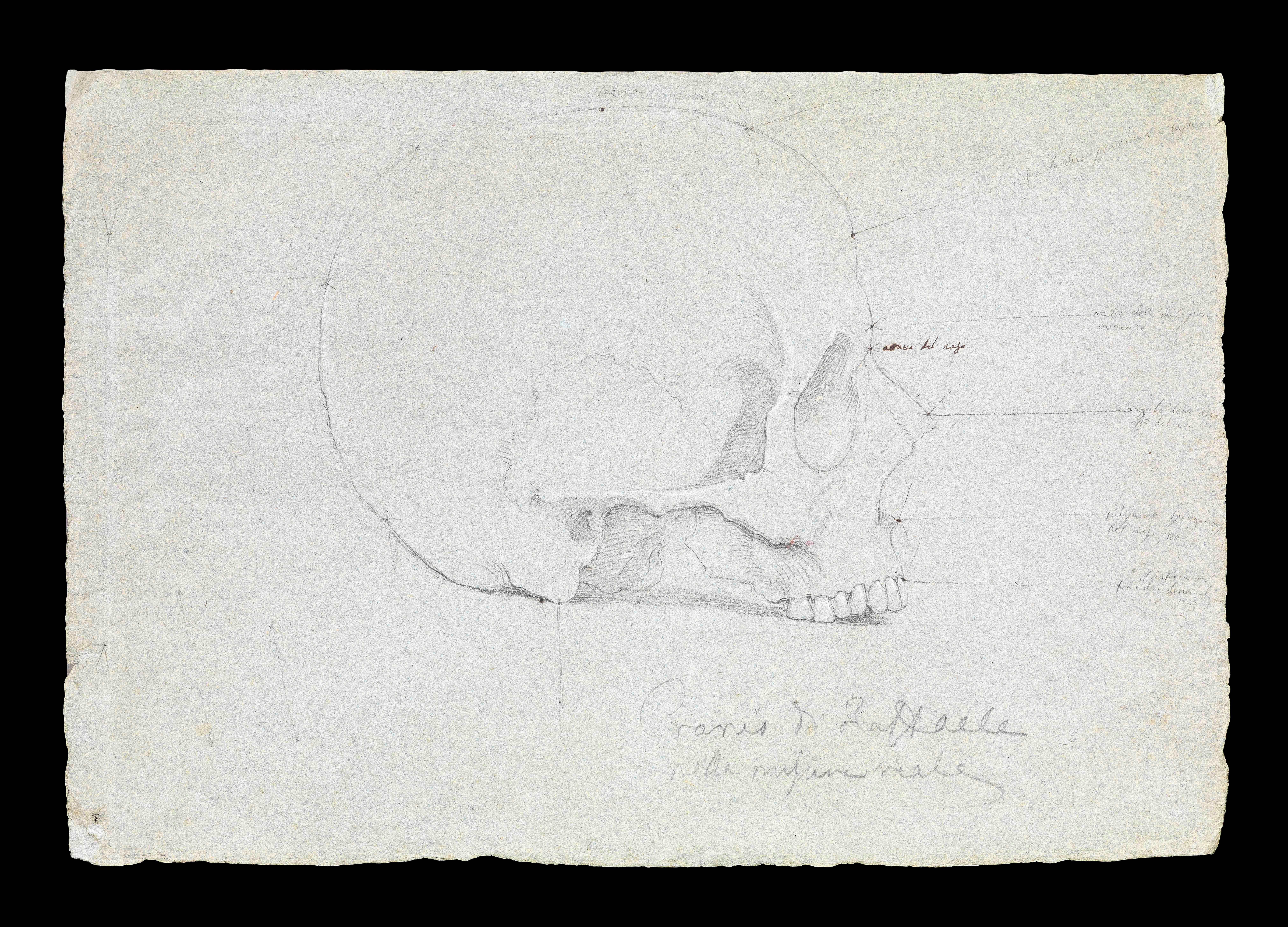 Raphael’s Skull - Art by Tomasso Minardi