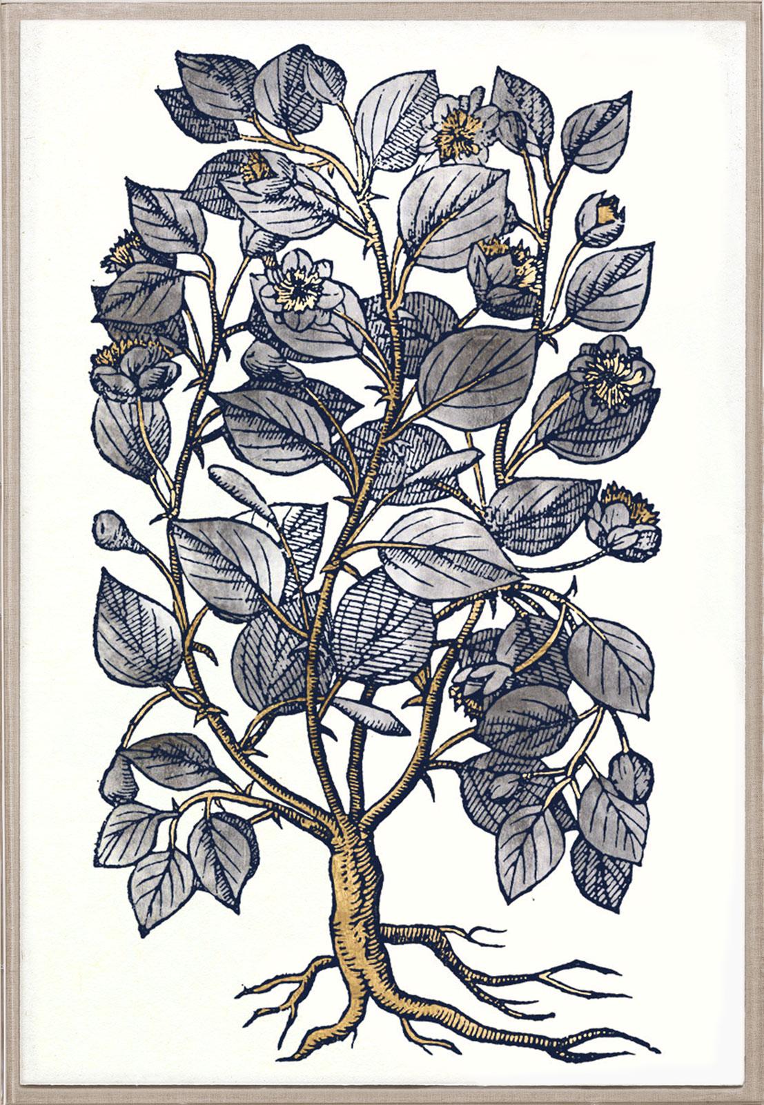 Historical Botanical 4, Gold Leaf, Framed - Art by Unknown