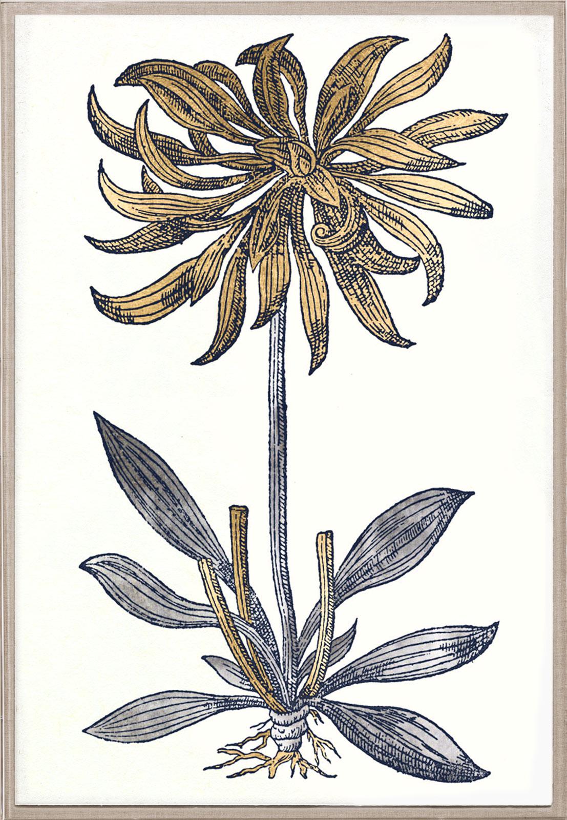 Historical Botanical 3, Gold Leaf, Unframed - Art by Unknown