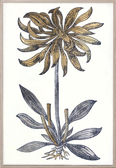 Historical Botanical 3, Gold Leaf, Unframed