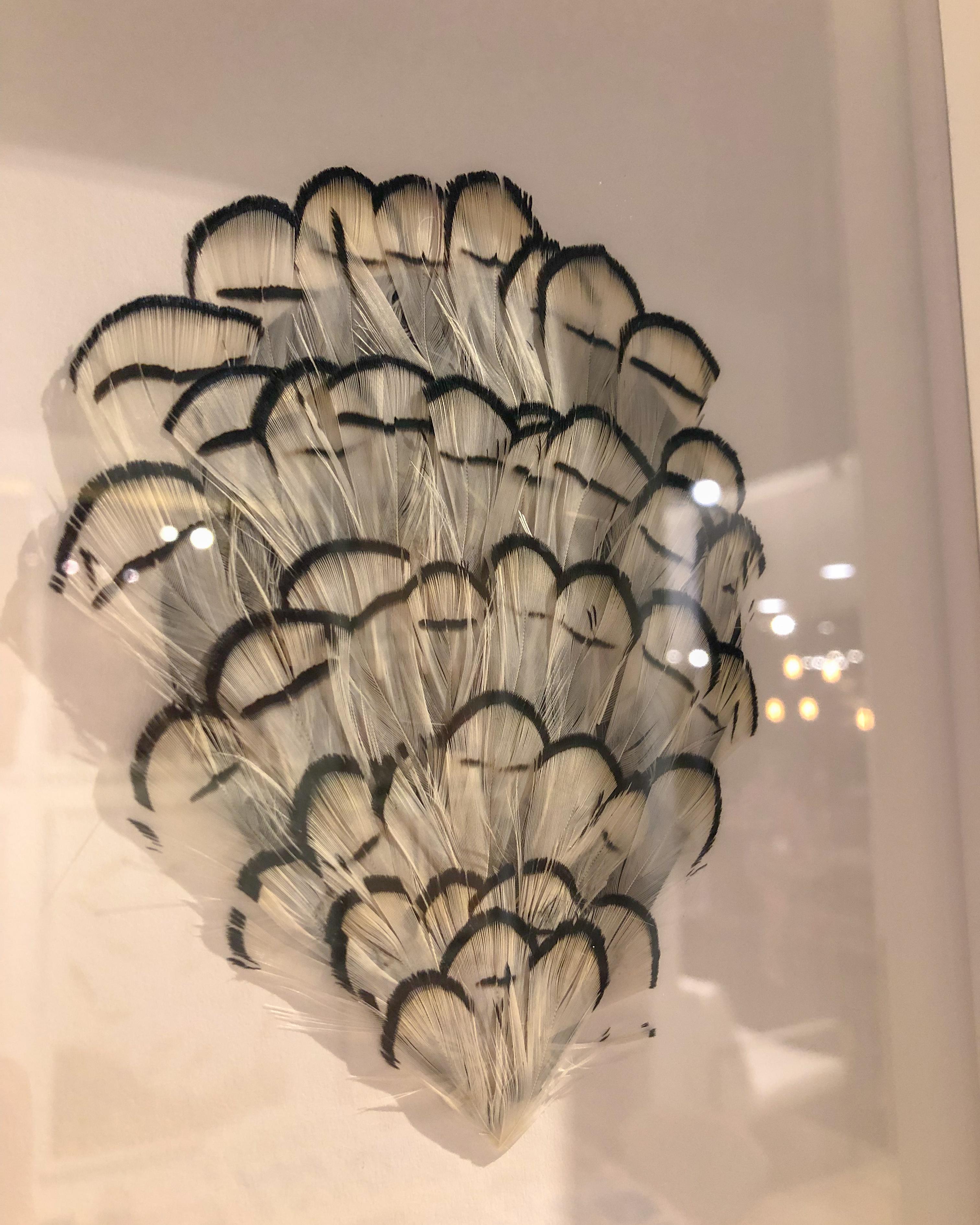 Victoria Mounted Feathers, small, No. 1, framed For Sale 1