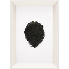 Victoria Mounted Feathers, small, No. 5, framed