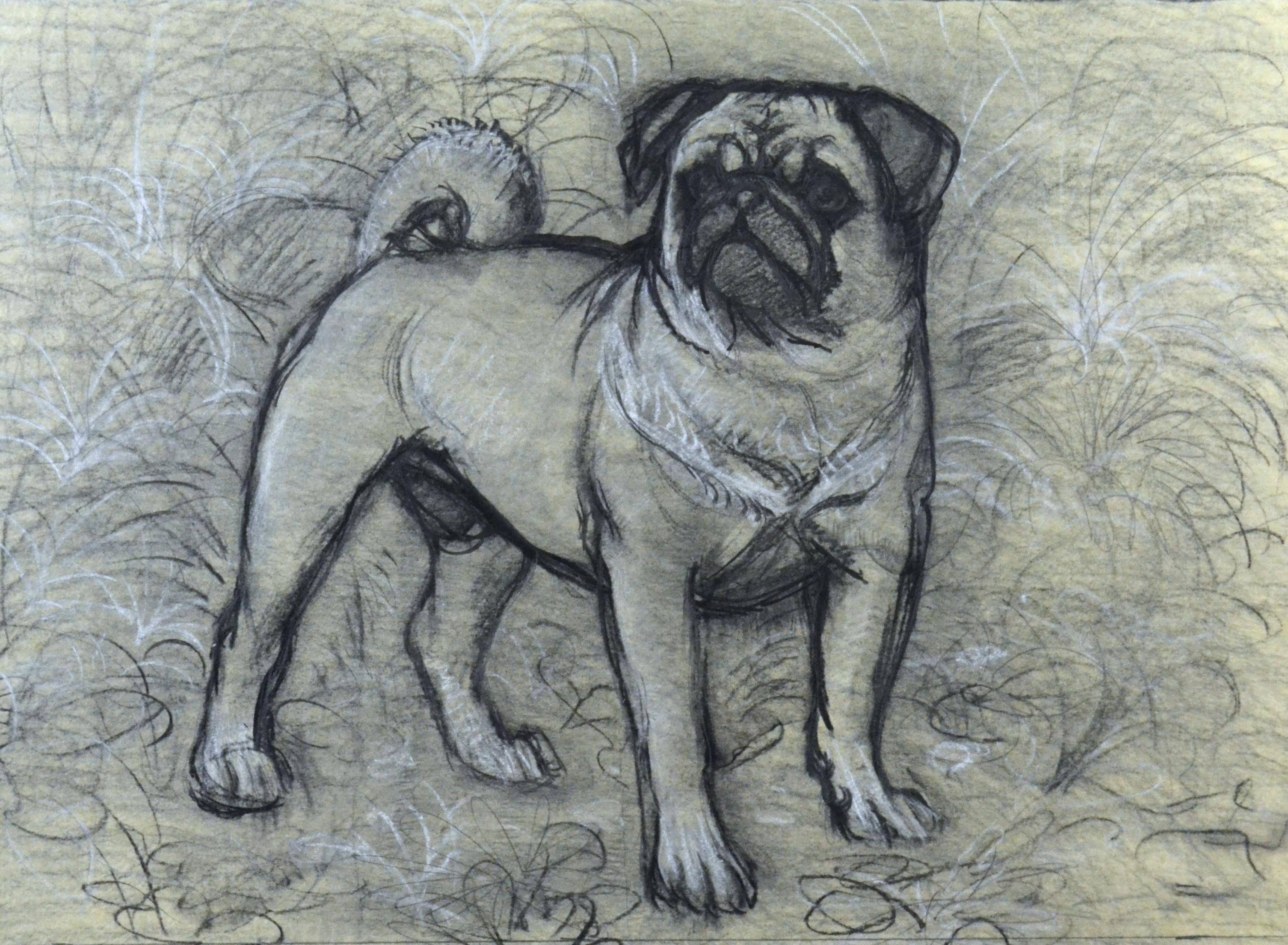Charles Frederick Tunnicliffe Animal Art - Bertie the Pug - 20th Century British chalk drawing