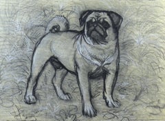 Bertie the Pug - 20th Century British chalk drawing