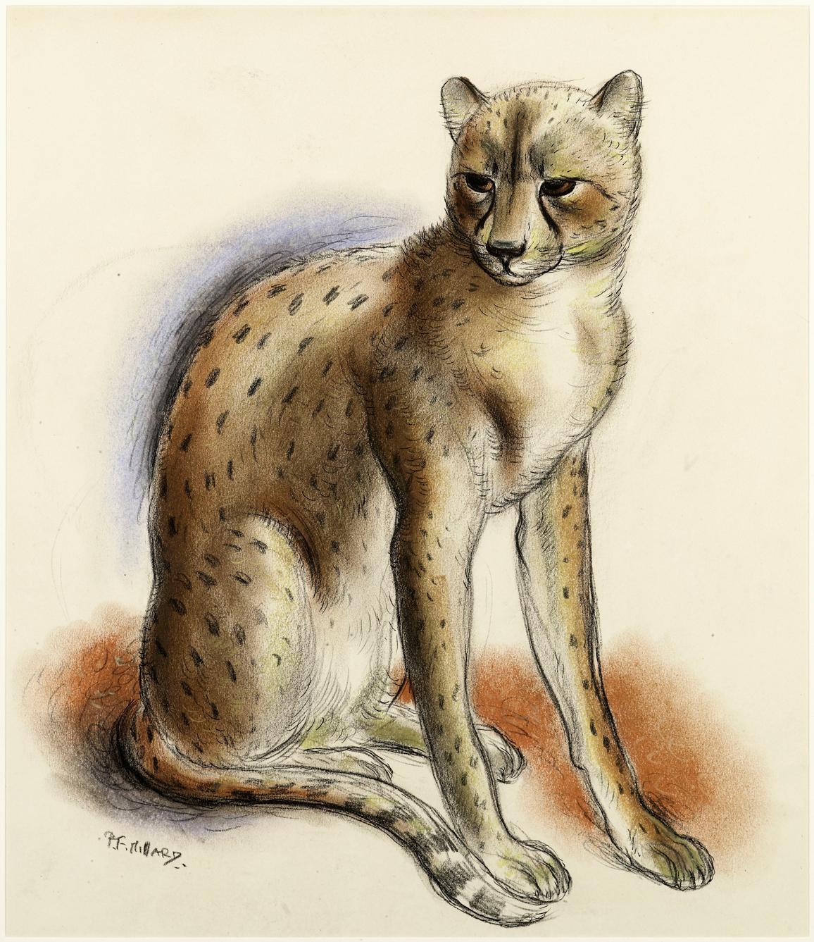 Patrick Ferguson Millard Animal Art - "Cheeta" - 1930s British chalk drawing of a chetah by Patrick Millard