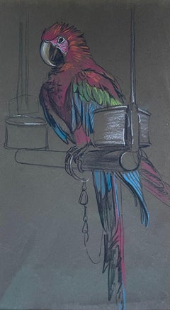 20th Century British chalk drawing of a Harlequin Macaw by Raymond Sheppard