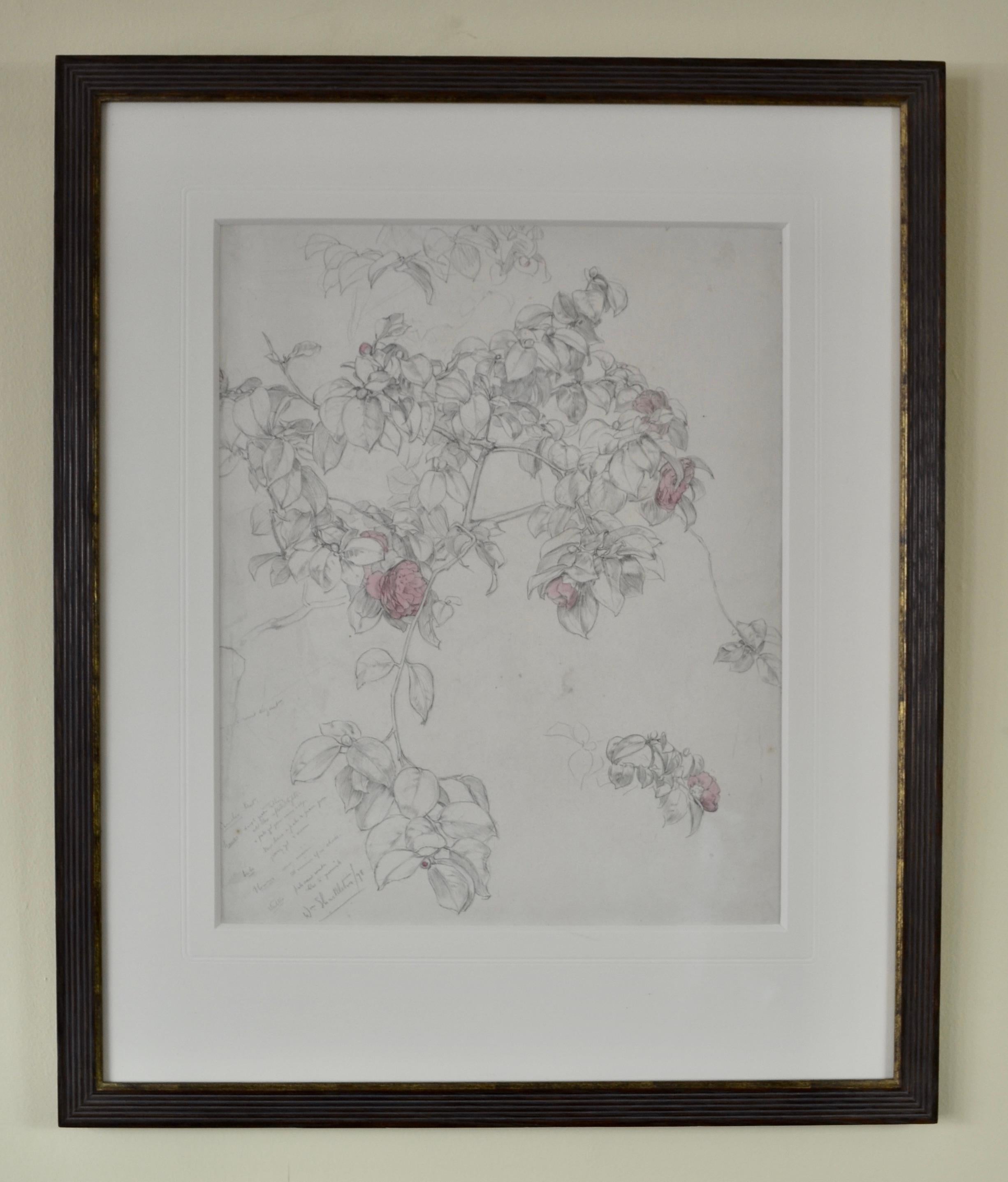 WILLIAM SHACKLETON, NEAC
(1872-1933)

Camellia, Kew

Signed, extensively inscribed and dated ‘98
Pencil and watercolour
Framed

33.5 by 27 cm., 13 ¾ by 10 ½ in.
(frame size 51 by 42.5 cm., 20 by 16 ¾ in.)

Provenance:
The artist’s studio