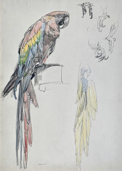 20th Century British chalk drawing of a Macaw by Raymond Sheppard