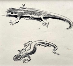 Eileen Soper - Dibujo a lápiz británico del siglo XX de Lagartos