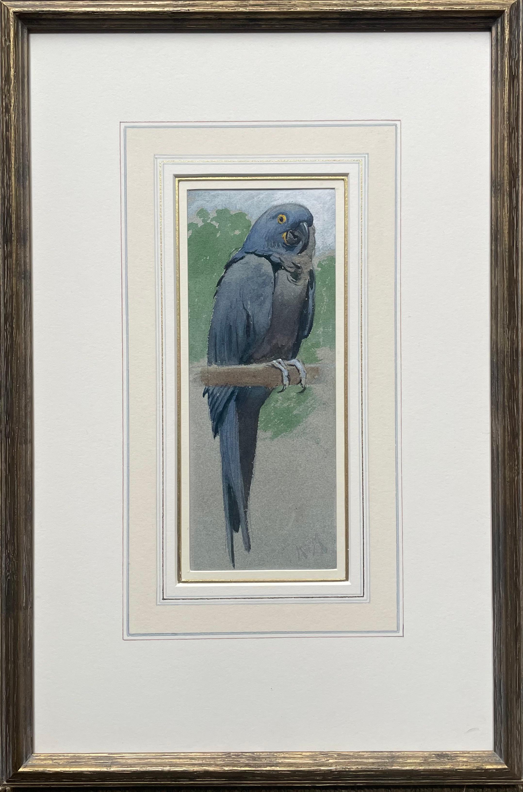 HENRY STACY MARKS, RA, RWS
 (1829-1898)

Hyacinth Macaw

Signed with initials l.r.: H.S.M.
Watercolour heightened with bodycolour over traces of pencil

18 by 7 cm., 7 by 2 ¾ in.
(frame size 36.6 by 24.5 cm., 14 ½ by 9 ¾ in.)

Provenance:
The Fine