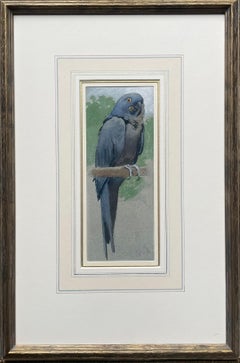 Henry Stacy Marks - Hyacinth Macaw - 19th Century British Watercolour
