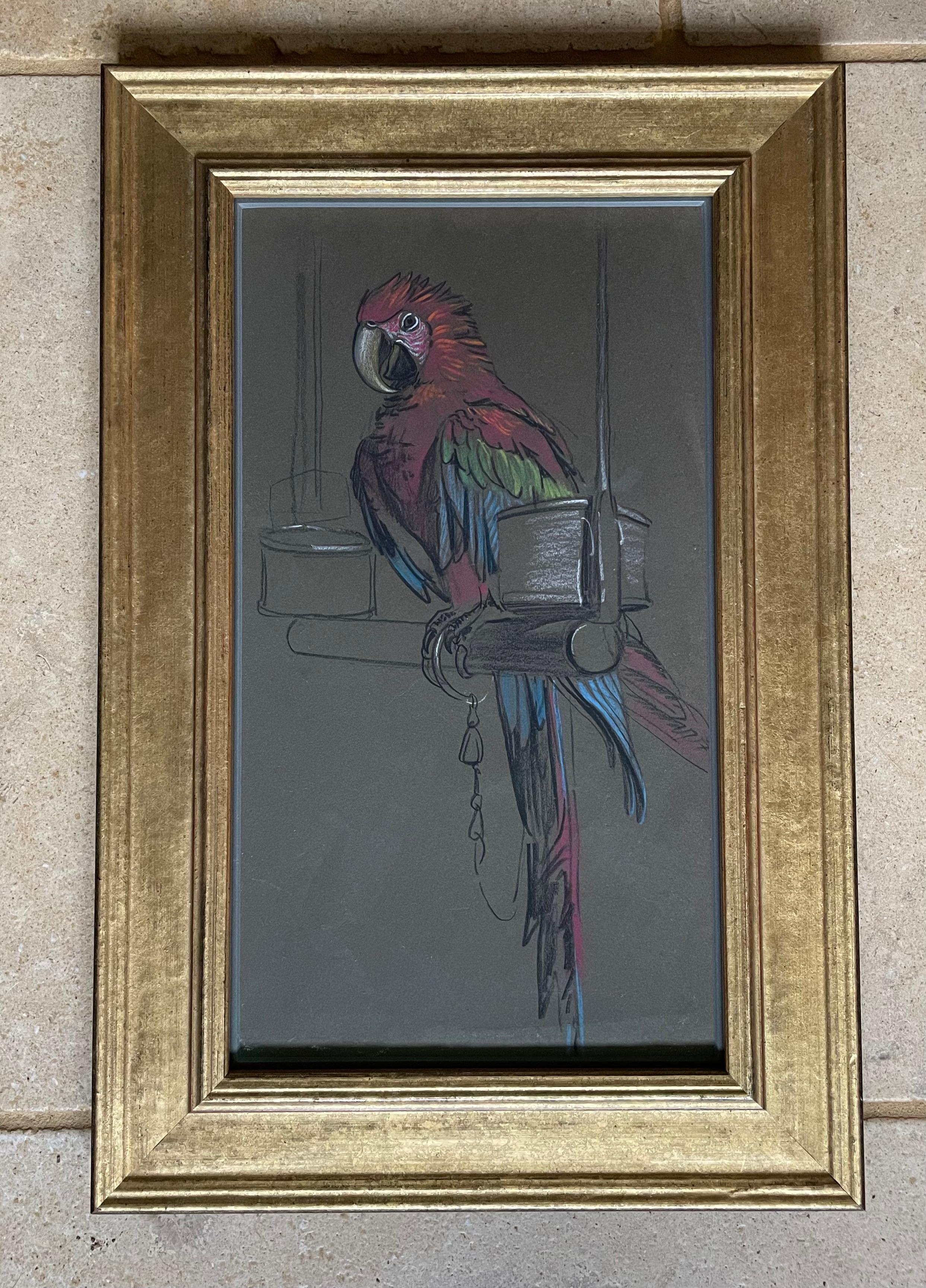harlequin macaw size