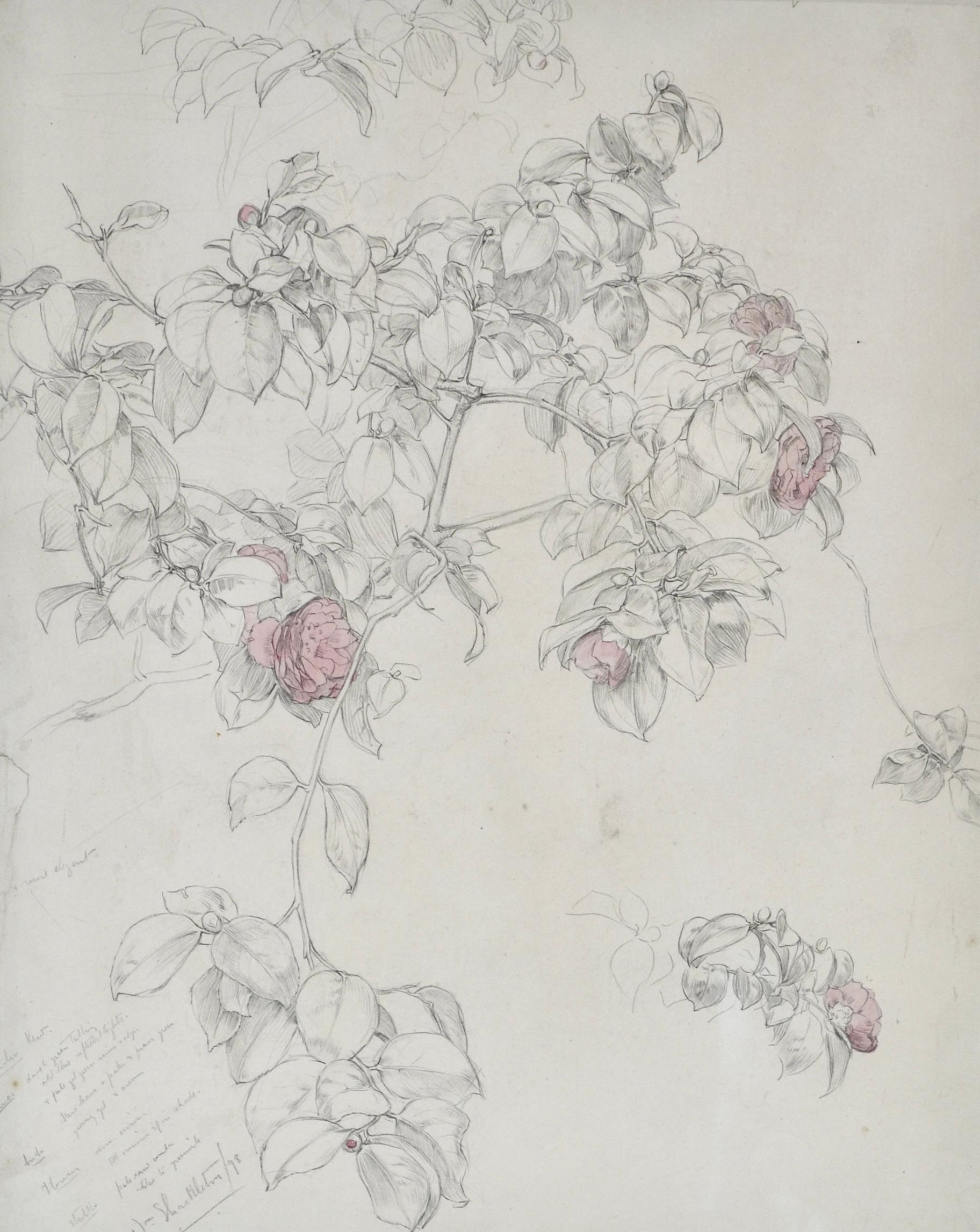 William Shackleton - Camellia, pencil and watercolour by British Symbolist For Sale 1