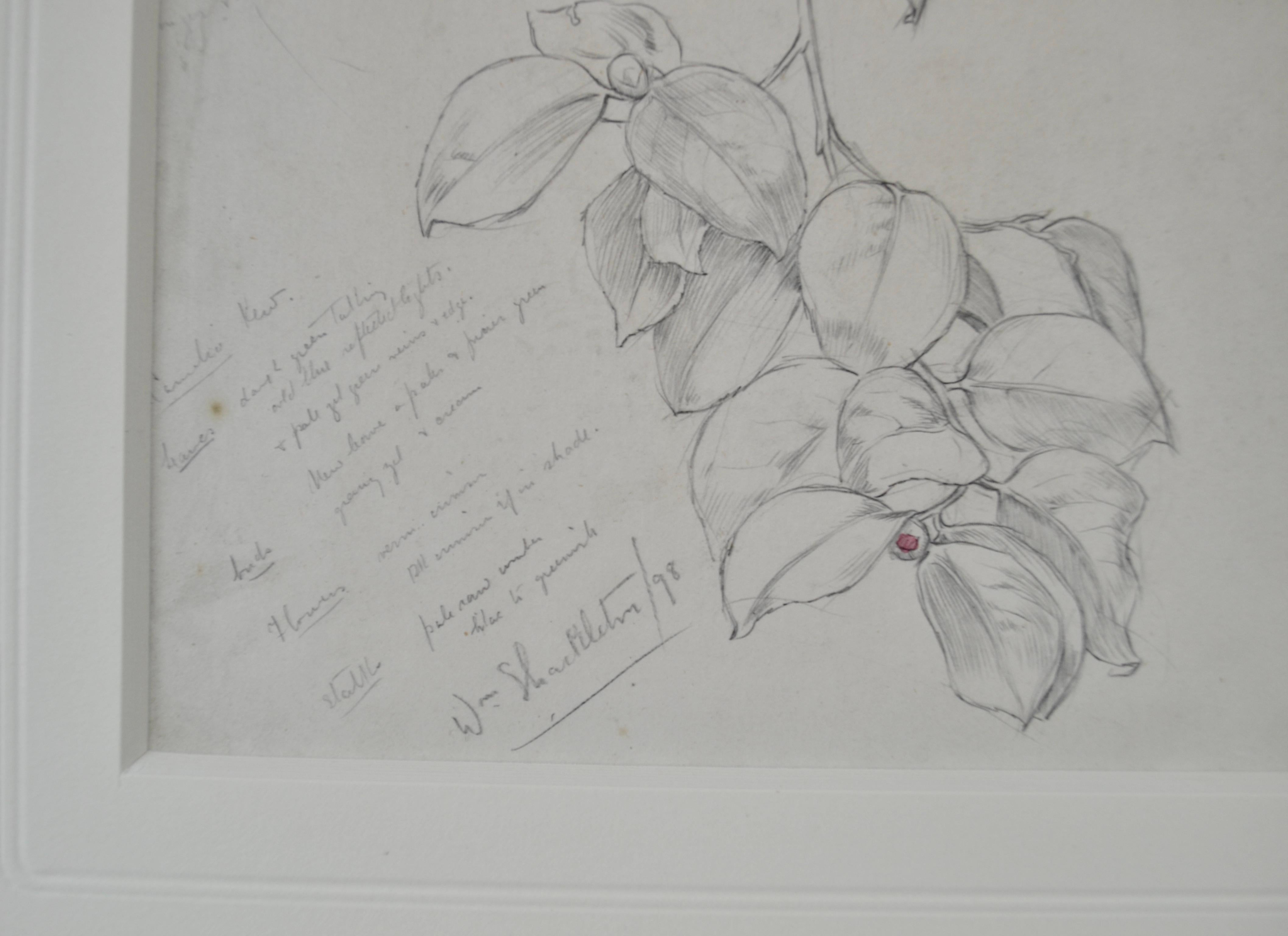 William Shackleton - Camellia, pencil and watercolour by British Symbolist For Sale 2