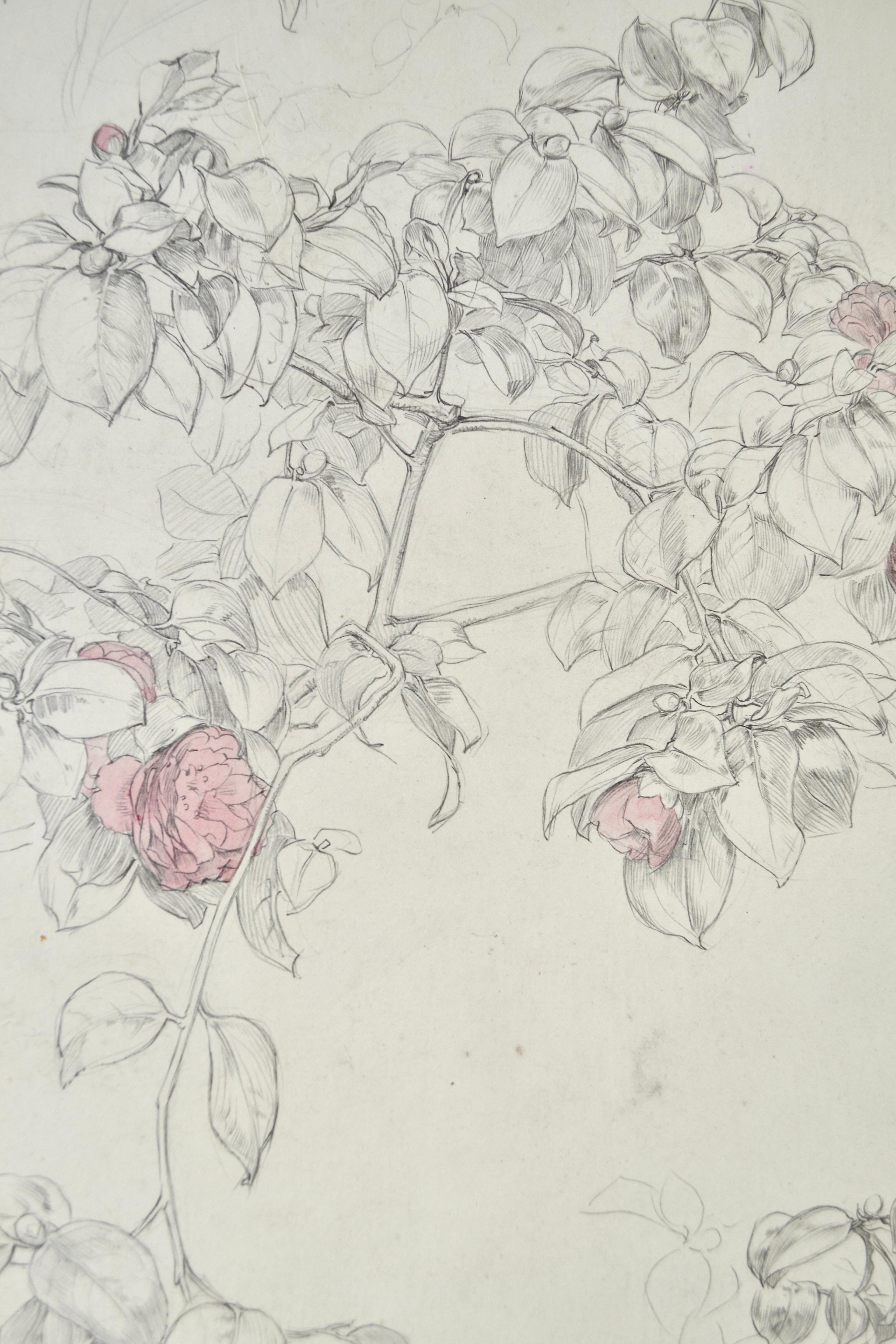 William Shackleton - Camellia, pencil and watercolour by British Symbolist For Sale 3