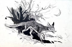 Eileen Soper - Disegno di una volpe nella fauna britannica del 20th Century