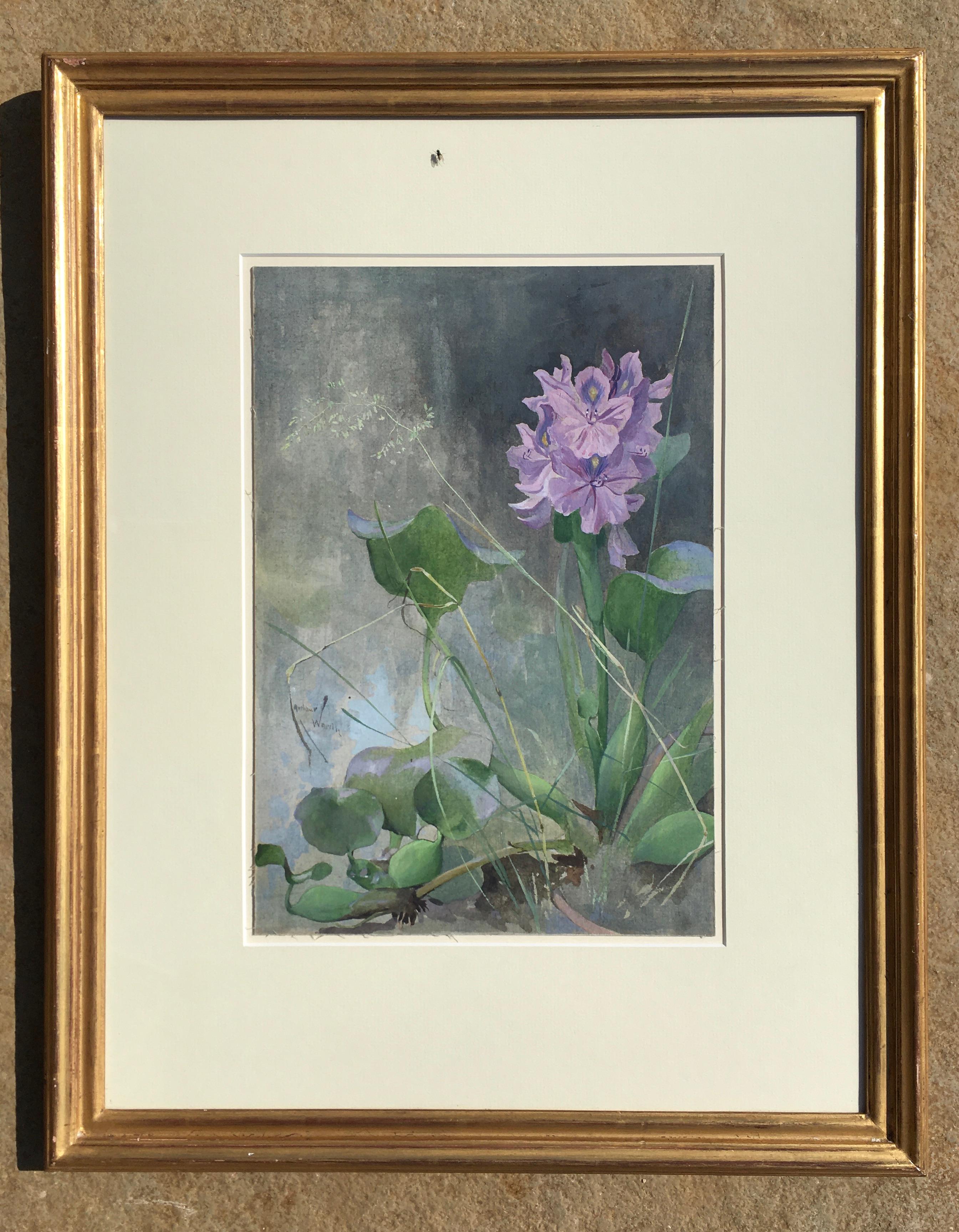 Wasserhyazinth – Botanisches Aquarell des frühen 20. Jahrhunderts von Arthur Wardle im Angebot 1