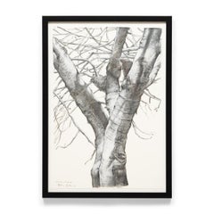 « Memory of Leaves, » au fusain sur papier