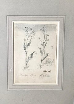 Cuckoo Flower - early 19th century botanical drawing by James Ward R.A.