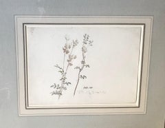 Meadowsweet - early 19th century botanical drawing by James Ward R.A.